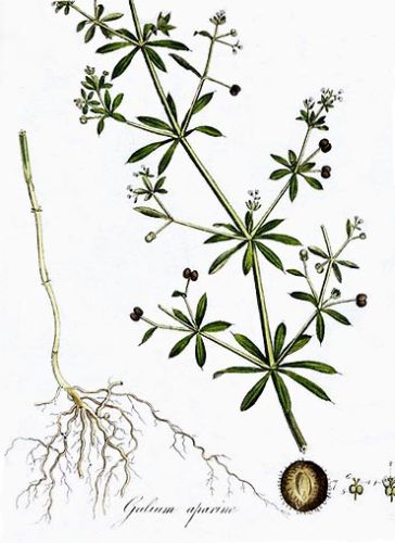 Omphalocarpa - Gallium aparine - подмаренник цепкий